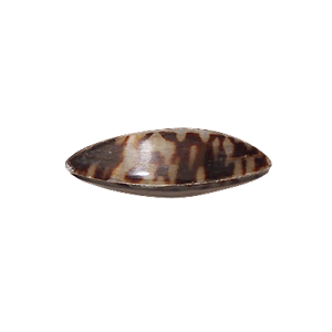 Picture of PEC0006