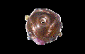 Picture of PVA0380