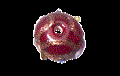 Immagine di PVA0395
