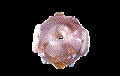 Immagine di PVA0395