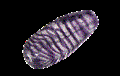 Immagine di PVX0093