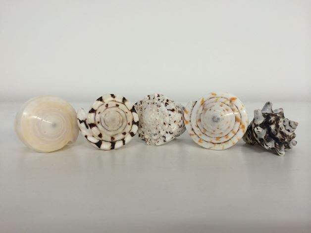 Picture for category Shell rings